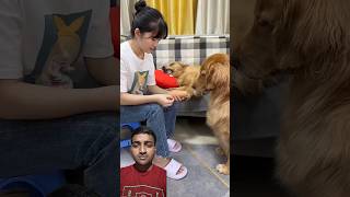 Most Viral Funny Dog Reaction 😜🤣 #shorts #youtubeshorts #funny