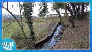 Scenic stroll by a waterfall with incredible wildlife (Nature Visualizer)