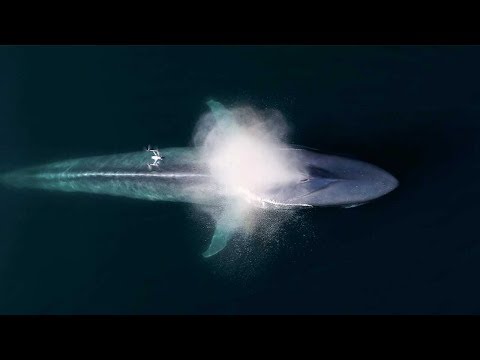 Drone Captures Epic Blue Whale Sneeze