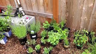 Blueberry plants for cheap