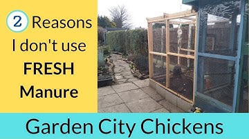 Is Chicken Manure SAFE to Use in the Garden?