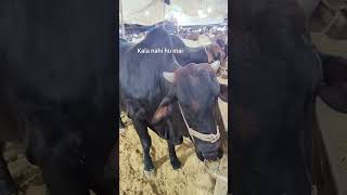 Tujhsay gori hu mai 😏😀😛 #funny #janwar #mandi #qurbani #foryou #trendingshorts #viralshort #comedy