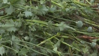 Charges dropped after massive 2017 drug bust