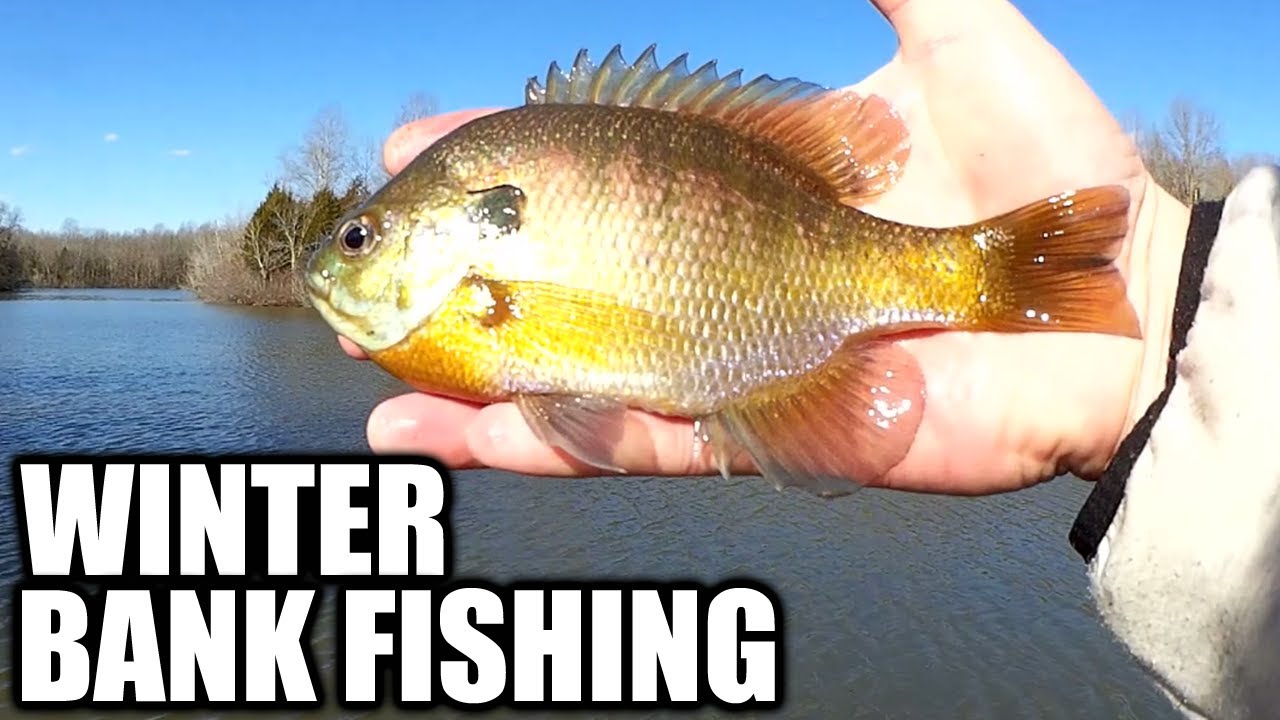 Can You Catch Fish From the Bank in Winter? (Tennessee Fishing