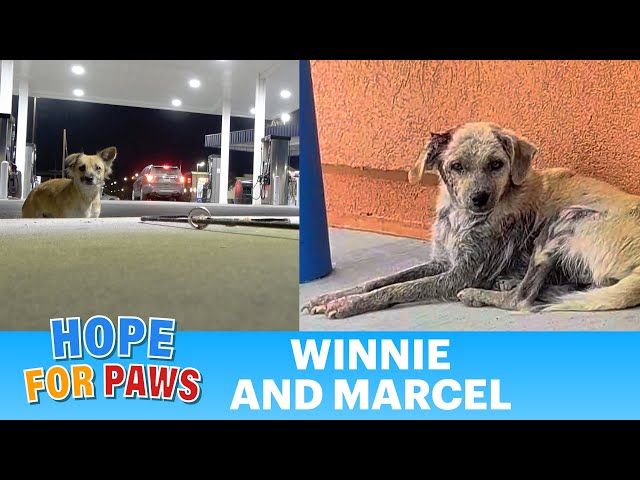 Dog rescue takes a weird turn in the middle of the night 😨 #GivingTuesday 🐶