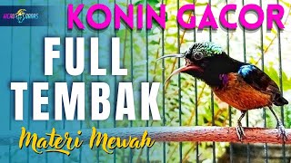 KONIN GACOR TEMBAKAN MEWAH COCOK UNTUK MASTERAN KOLIBRI NINJA IJOAN DAN TROTOL