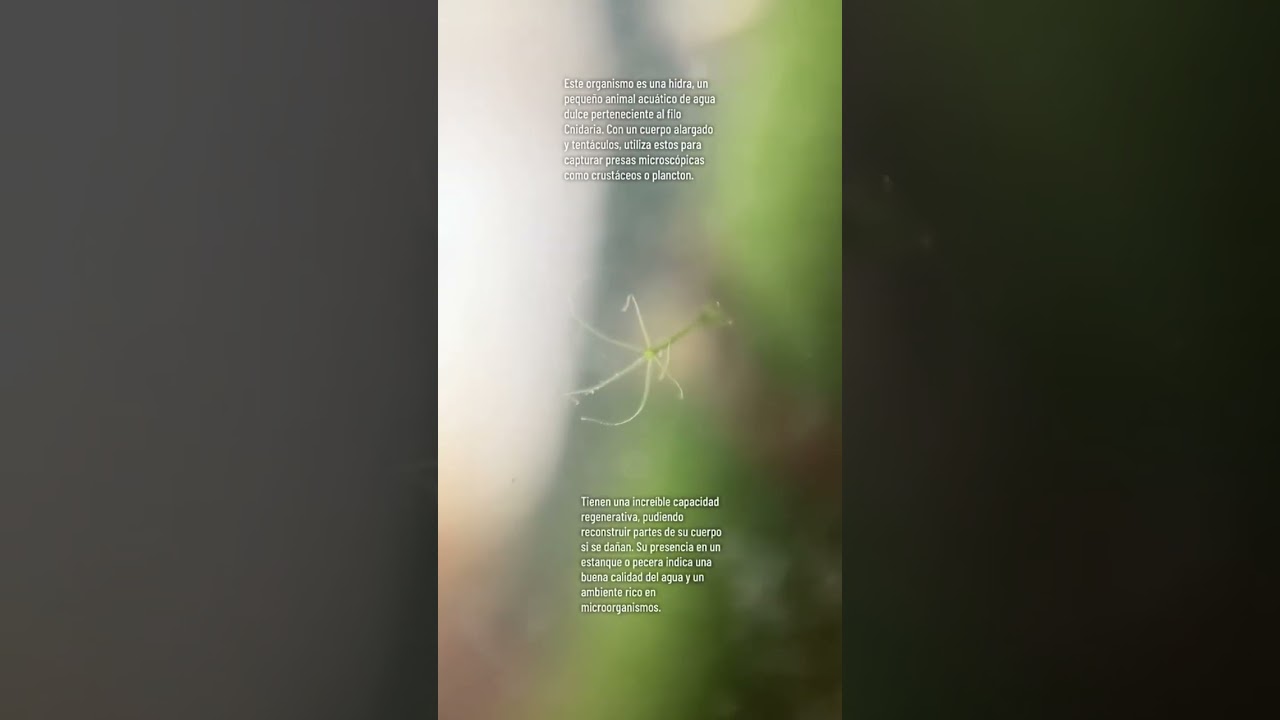 Hidra. Pequeño Organismo parte de un mini estanque. 