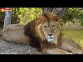 Львы в дикой саванне Тайгана. Портреты достойны холстов! Filming lions by drone DJI Mini 2