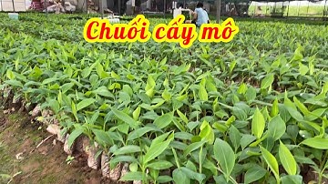 Các loại chuối cấy mô hiệu quả kinh tế nhất hiện nay // 085.88.98765