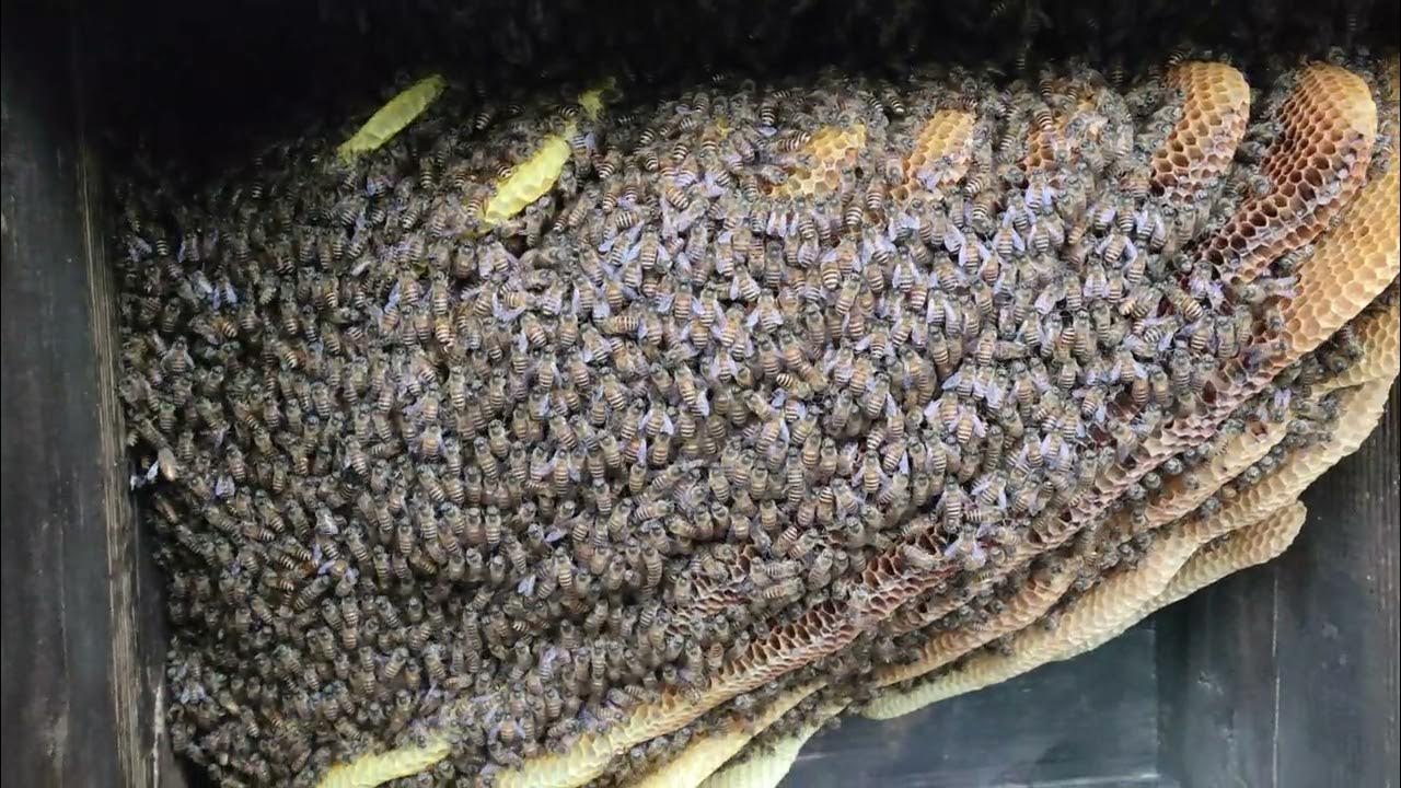 how much honey can you collect? YouTube