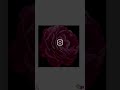 rose drawing #art l #love
