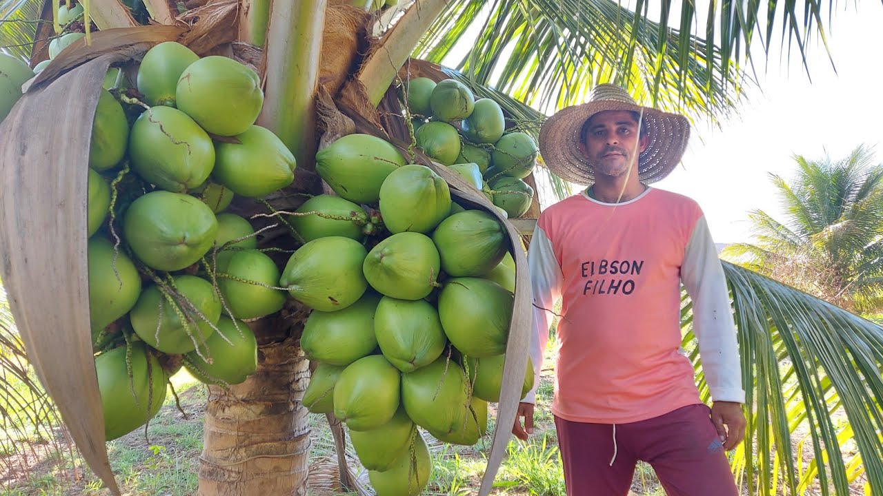 Ele produz muito coco no sertão/ pés carregados como nunca