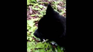 Mr. Bear the Schipperke - Puppy's first time outside by mrbear 71 views 9 years ago 1 minute, 3 seconds