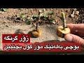 کاتێک گوڵ دەچێنین بۆچی پێویستە بە لەتێک مۆز بیخەینە ژێر گڵ   زراعة 