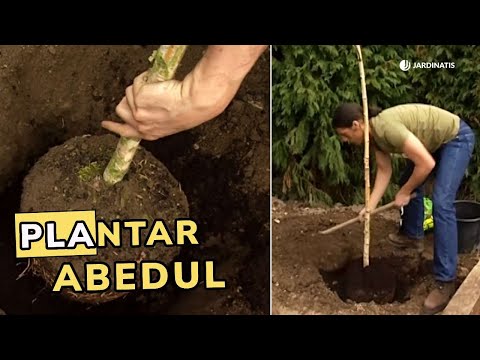 Birch Planting: Creating a Birch Grove // ​​Jardinatis