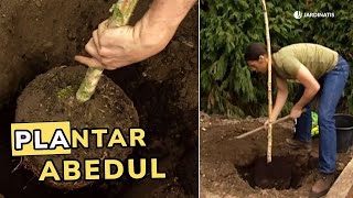 Plantación Abedul Conseguir Un Bosquete De Abedules Jardinatis