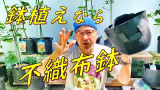 【ド素人果樹栽培】第31回「鉢植えに最適な不織布鉢」の巻
