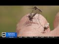 Brace yourself for &quot;floodwater mosquitoes&quot; after heavy North Texas rains