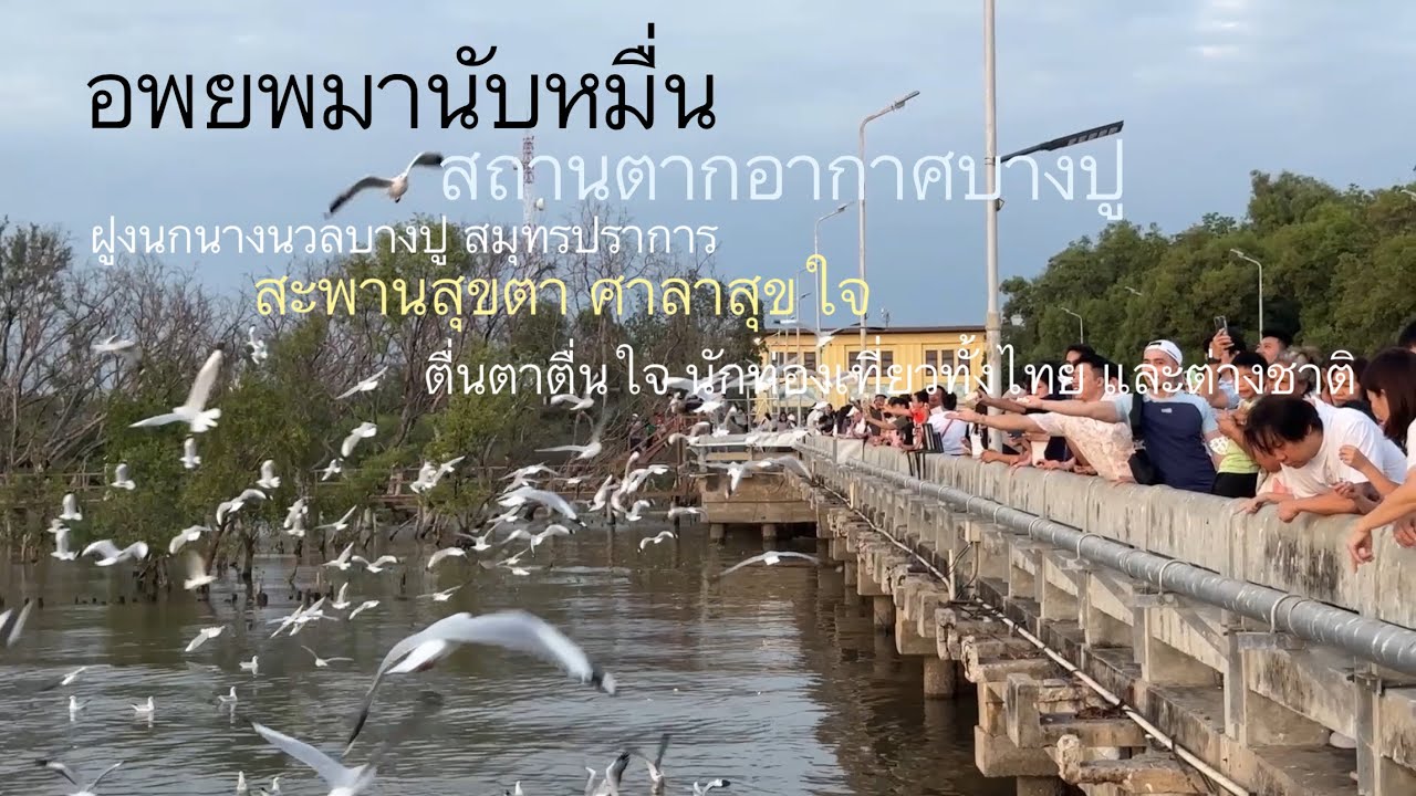 อพยพมานับหมื่น ฝูงนกนางนวล สถานตากอากาศบางปูสมุทรปราการ ล่าสุด