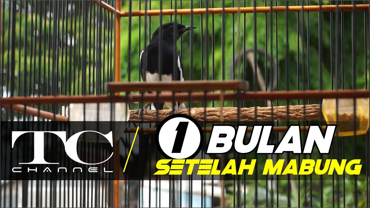Masteran Ampuh Buat Kacer Mabung Youtube