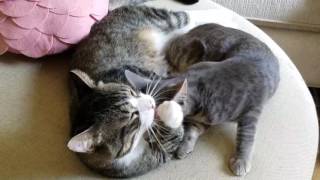 Fifi The Kitten Is Getting Cleaned By Her Dad