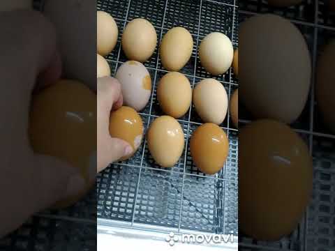 Инкубация куриных яиц,