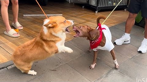 REAKSI FLOKI KETEMU ANJING CORGI YANG GIGIT GUE ‼️ FLOKI VS CORGI