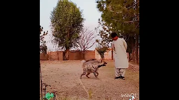 Striped Hyena In Pakistan 