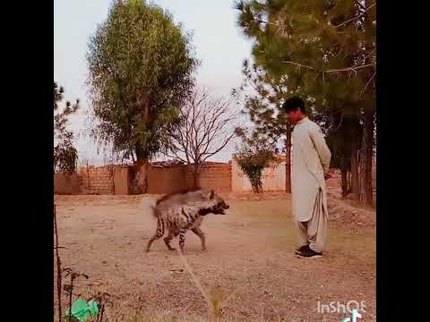 Striped Hyena In Pakistan