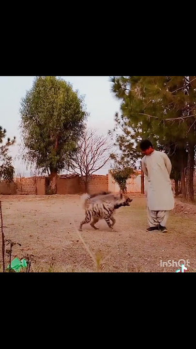 Striped Hyena in Pakistan