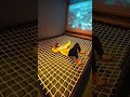 【福岡ホテル】無料サービスが充実しすぎている福岡の穴場最強ホテル！#福岡 #九州