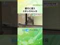 銀行にニホンカモシカ侵入