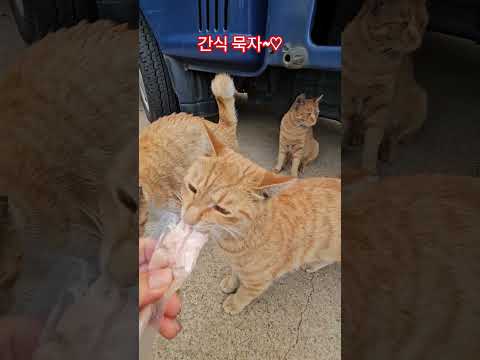 덕순이네 가족 #덕순 #삼형제집사 #퇴근 #부산강서구