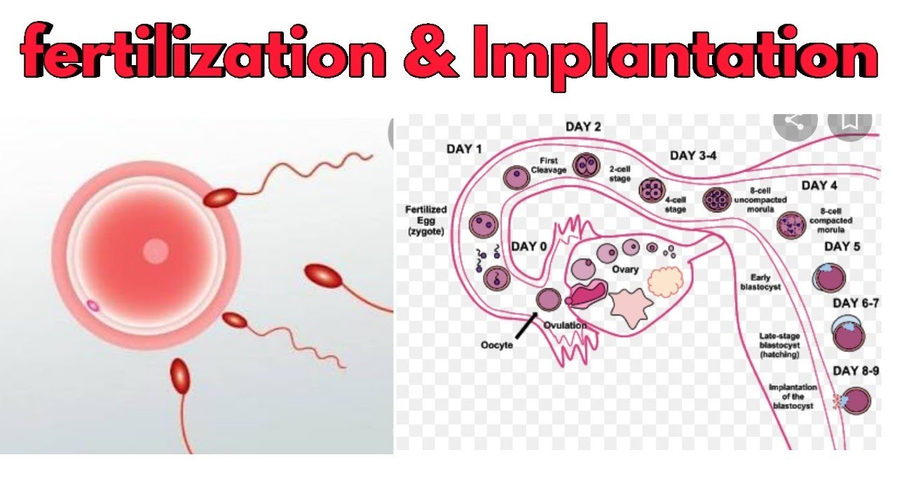  Fertilization  Implantation  SR Nursing lectures YouTube