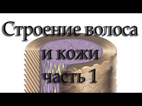 Строение волоса и кожи. Часть 1