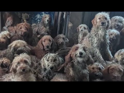 Oikustandard Poodle Rescue In Michigan 46