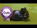 East Anglian Staffordshire Bull Terrier Display Team | Crufts 2017