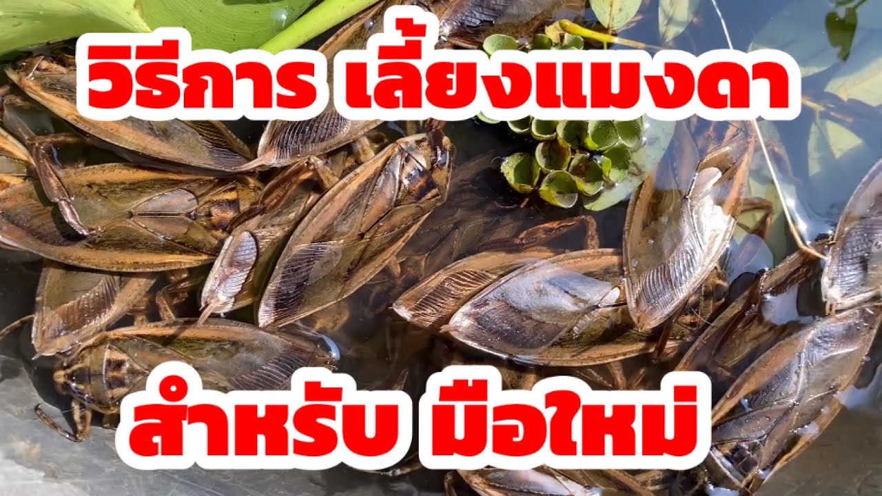 วิธีการเลี้ยง แมงดา สำหรับมือใหม่