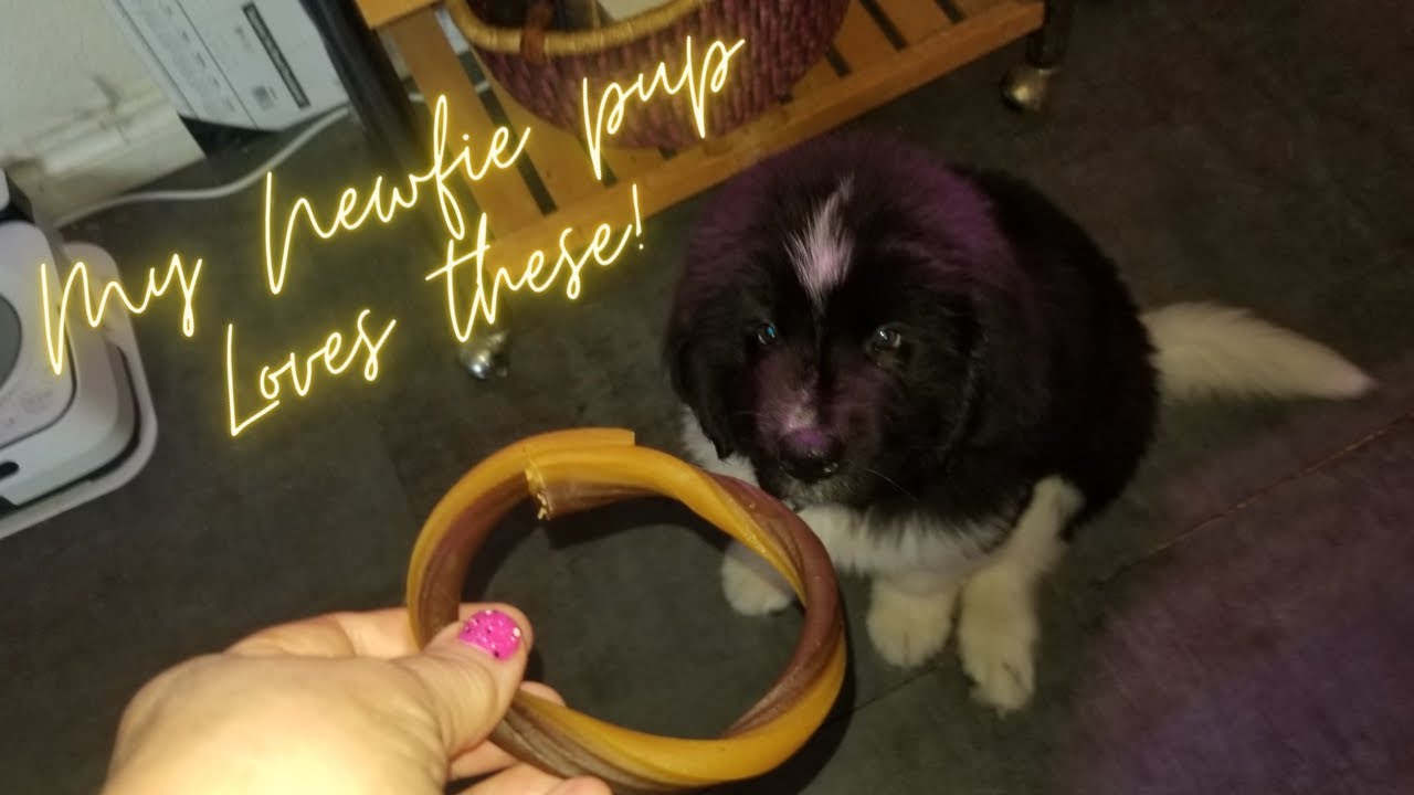 Amazon review puppy teething rings YouTube