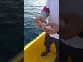 La morses pour la pche palangrotte       pche mer port poisson bateau