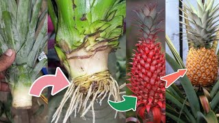 Easy Method Growing #Pineapple  Plant #अनारस अपने घर पर कैसे लगाएं
