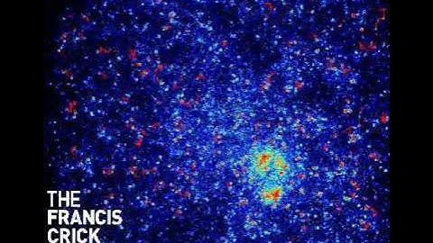 PH12-GFP (from Myosin 10) in HUVEC@37°C