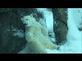 Nora the polar bear plays in the snow at the Oregon Zoo