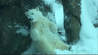 Nora the polar bear plays in the snow at the Oregon Zoo