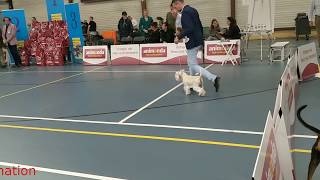 Clubmatch Nederlandse Schnauzerclub 2019