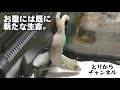 #03【ヤモリ飼育】ニホンヤモリいきなり産卵かよ!?【閲覧注意】