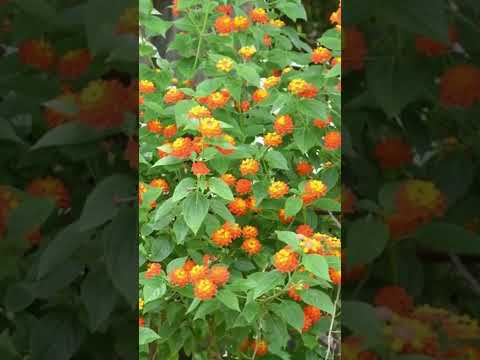Video: Euonymus Plant Companions - Cây hoạt động tốt với cây bụi Euonymus