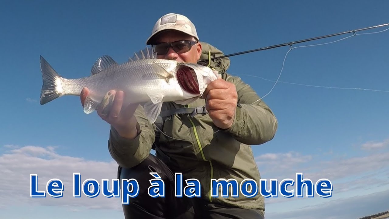 Pêche du Loup/Bar à la mouche au popper sur les bords de la Méditerranée. Seabass on fly