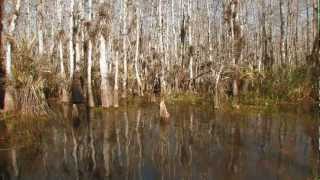 Everglades Mountains and Valleys: Cypress Dome