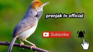 Download Lagu suara pikat ciblek sawa kombinasi ampuh buat burung susah turun ‼️ MP3 Download Lagu suara pikat ciblek sawa kombinasi ampuh buat burung susah turun ‼️ MP3